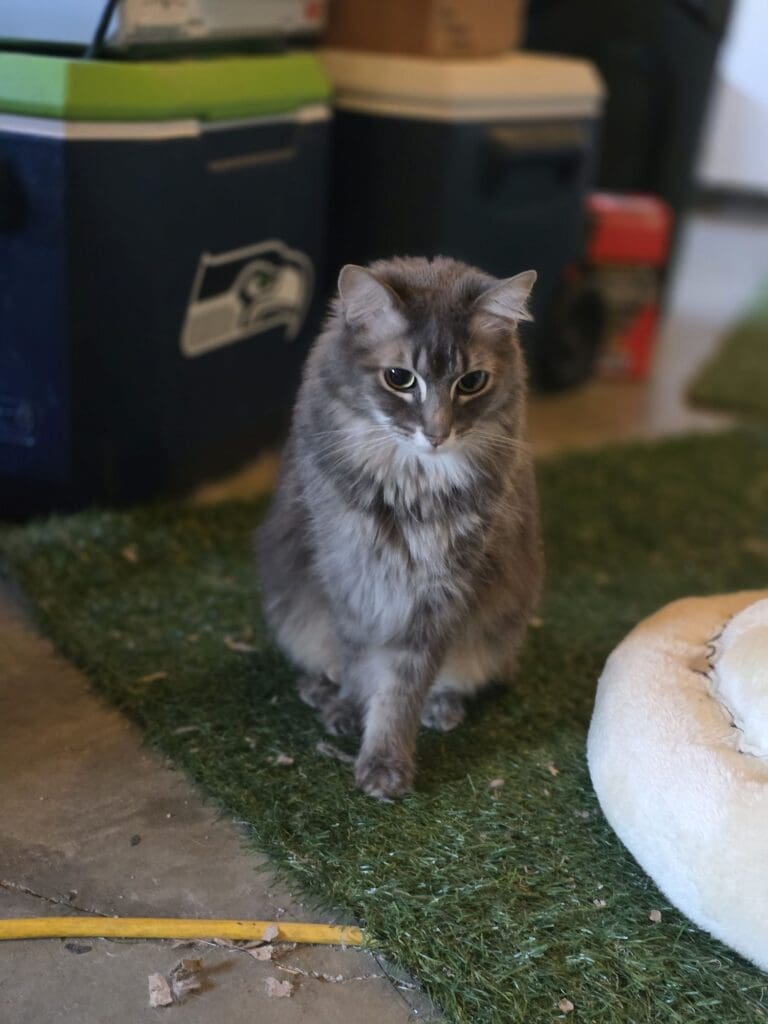 One of five cats settled in at Mom’s garage