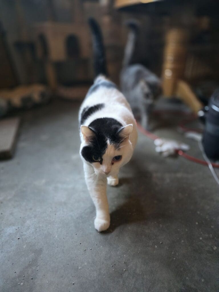 Adorable cat settling in at Mom’s house