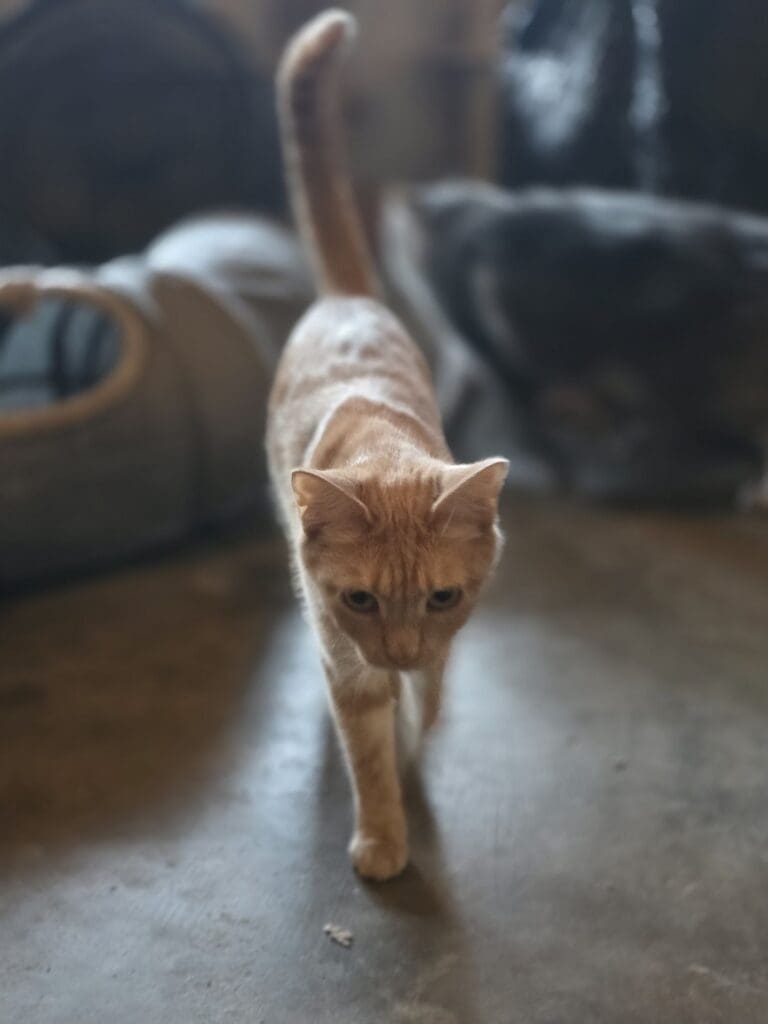 Cat looking curious and playful