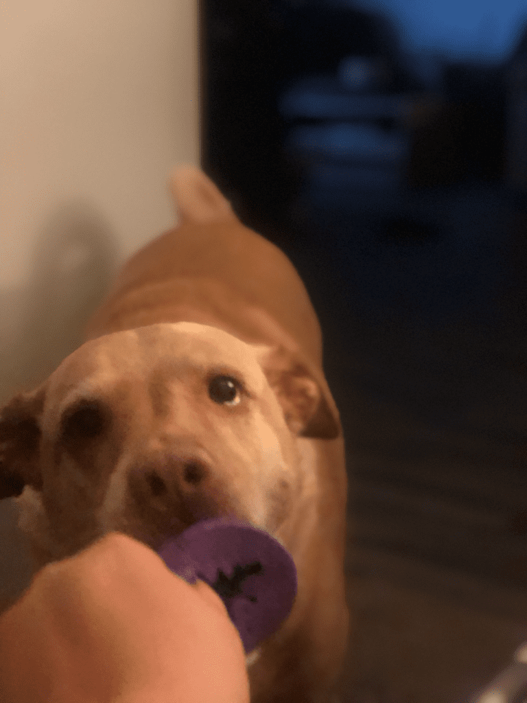 Remembering Milo with love