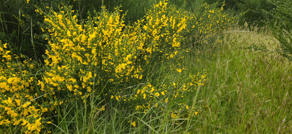 Beautiful scenery along the cottage trail