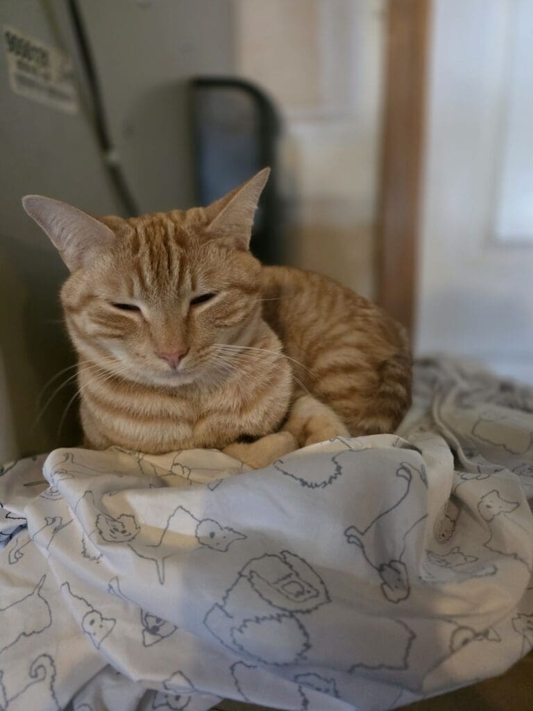 Happy cat with food and water nearby