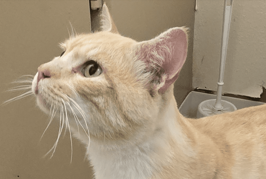 Jasper the dog finally back home safe after months away