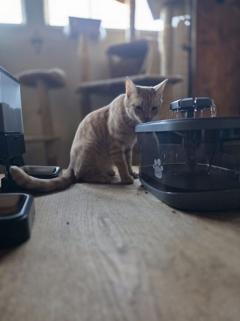 Cat playing with toys in the garage