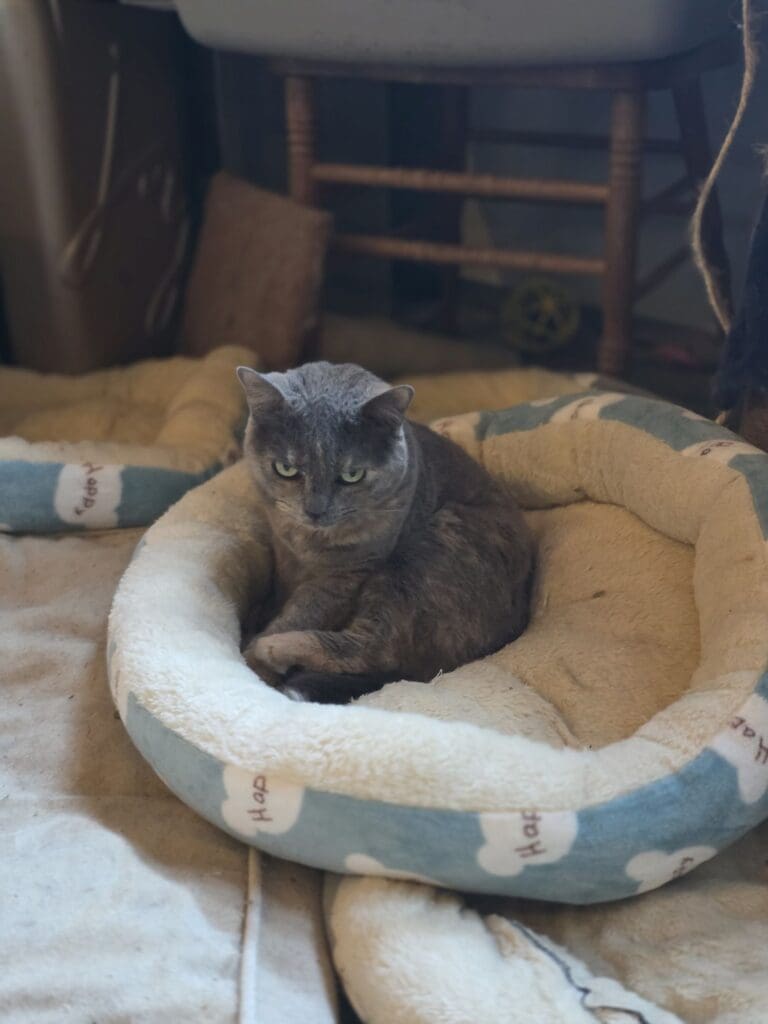 All five cats living their best life at Mom’s house