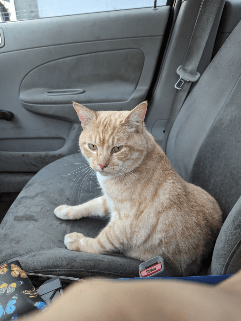 Jasper recovering from bite wound injuries at the vet