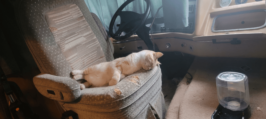 Jasper the dog reunion story — back where he belongs