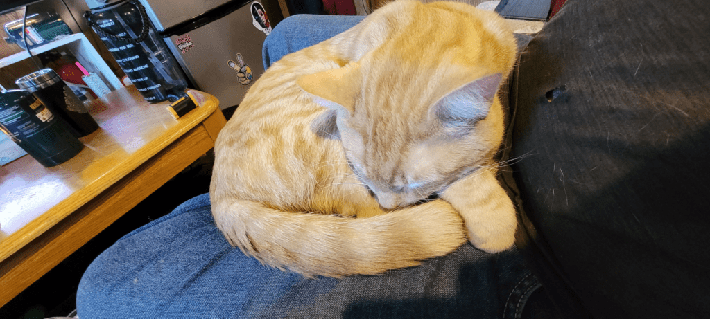 Old photo of Jasper the dog before the separation