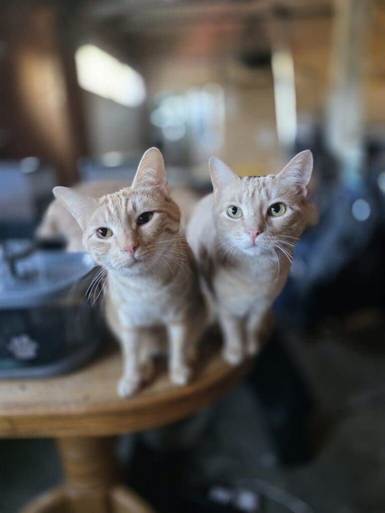 One of five cats relaxing comfortably in the garage