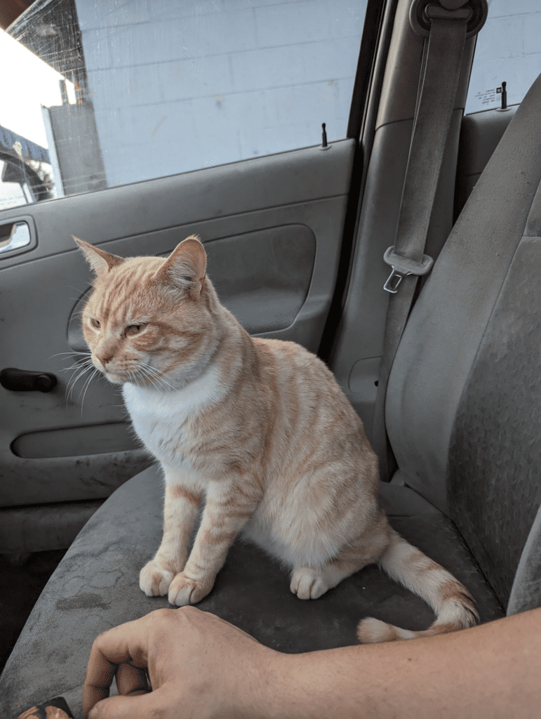 Jasper happy and healing at home after his reunion