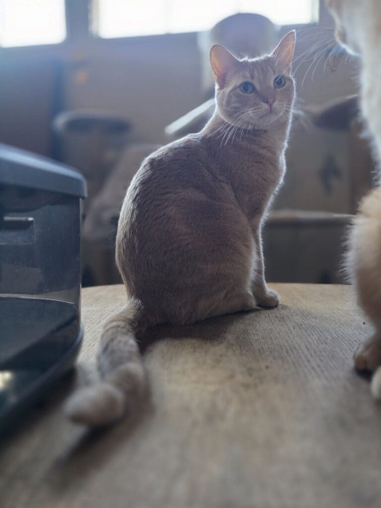 Sweet cat lounging at grandma’s house