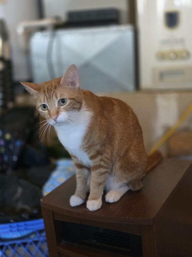 Cute cat resting on a cozy spot