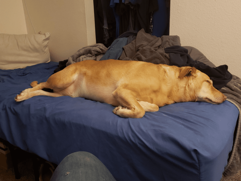 Milo resting peacefully