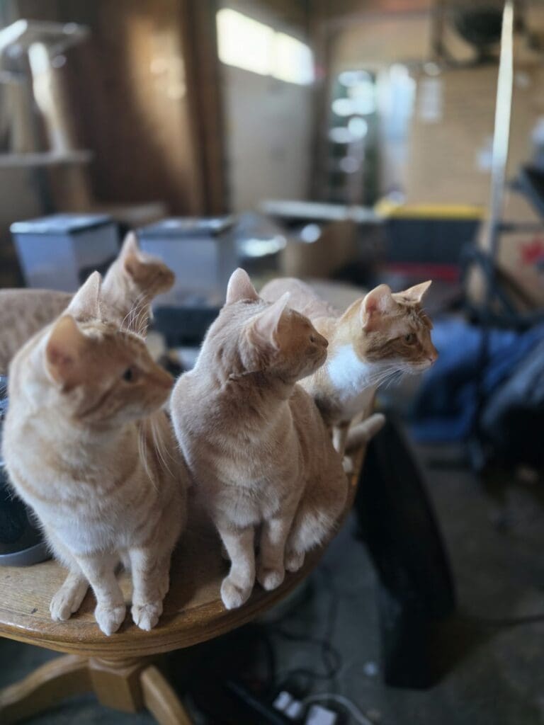 Cat enjoying a cozy spot in the garage