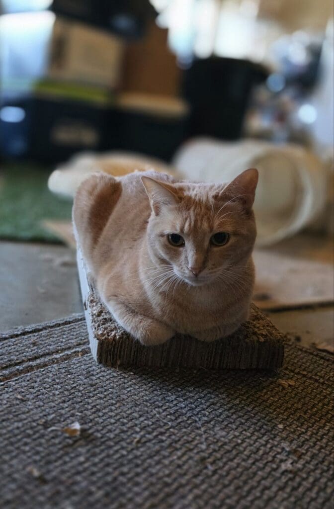 Cat stretching out in a comfortable garage setup